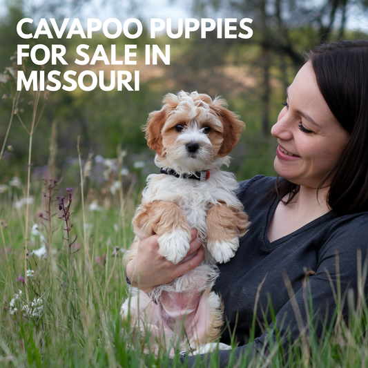 Cavapoo Puppies for Sale in Missouri